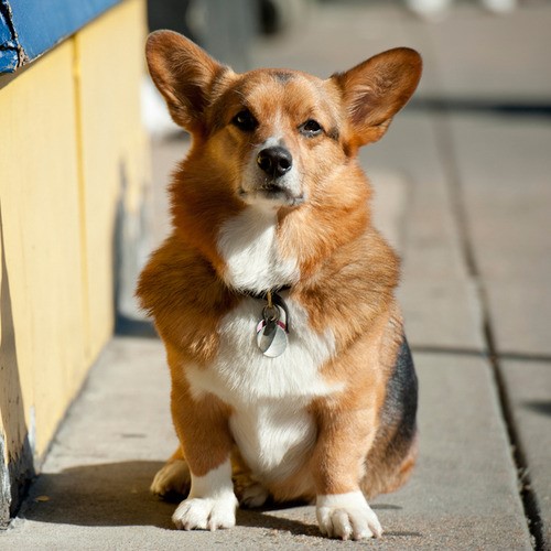 Dog for Home Page